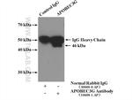 APOBEC3G Antibody in Immunoprecipitation (IP)