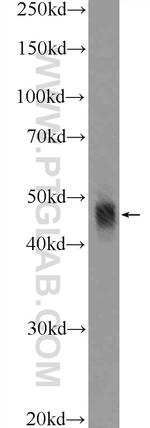 APOBEC3G Antibody in Western Blot (WB)