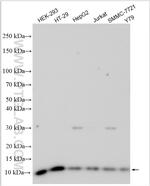 CKS1B Antibody in Western Blot (WB)