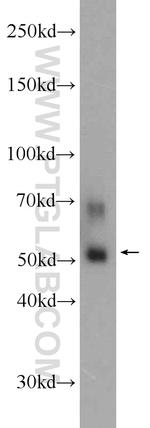 COX10 Antibody in Western Blot (WB)