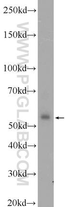 COX10 Antibody in Western Blot (WB)