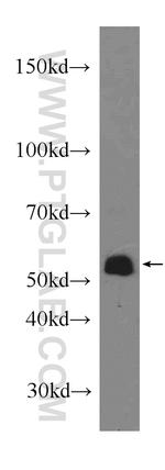 COX10 Antibody in Western Blot (WB)