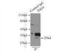 ING4 Antibody in Immunoprecipitation (IP)