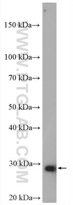 ING4 Antibody in Western Blot (WB)
