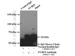 FUBP3 Antibody in Immunoprecipitation (IP)