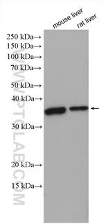 FBXO44 Antibody in Western Blot (WB)