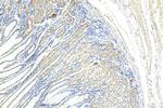 EEFSEC Antibody in Immunohistochemistry (Paraffin) (IHC (P))