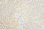 EEFSEC Antibody in Immunohistochemistry (Paraffin) (IHC (P))
