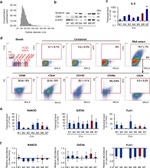 Syntenin 1 Antibody in Western Blot (WB)