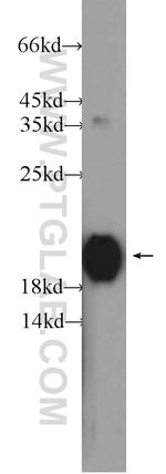 RHOC Antibody in Western Blot (WB)