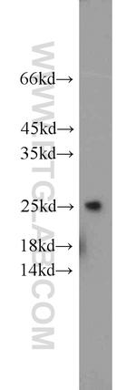 RHOC Antibody in Western Blot (WB)