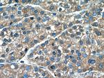 Aminomethyltransferase Antibody in Immunohistochemistry (Paraffin) (IHC (P))