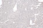 Aminomethyltransferase Antibody in Immunohistochemistry (Paraffin) (IHC (P))