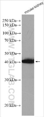 Aminomethyltransferase Antibody in Western Blot (WB)