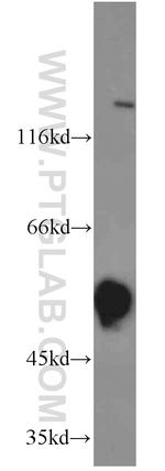 DLK1 Antibody in Western Blot (WB)
