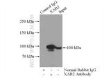 XAB2 Antibody in Immunoprecipitation (IP)