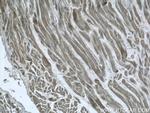 PACSIN3 Antibody in Immunohistochemistry (Paraffin) (IHC (P))