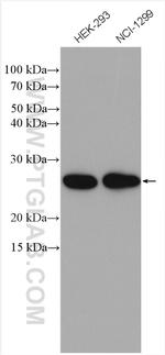 EIF3K Antibody in Western Blot (WB)