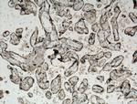 Placental Growth Factor Antibody in Immunohistochemistry (Paraffin) (IHC (P))