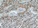 Placental Growth Factor Antibody in Immunohistochemistry (Paraffin) (IHC (P))