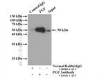 Placental Growth Factor Antibody in Immunoprecipitation (IP)