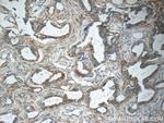 Placental Growth Factor Antibody in Immunohistochemistry (Paraffin) (IHC (P))