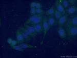 EMILIN1 Antibody in Immunocytochemistry (ICC/IF)