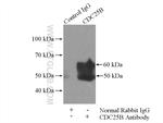 CDC25B Antibody in Immunoprecipitation (IP)