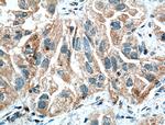 HIF1AN Antibody in Immunohistochemistry (Paraffin) (IHC (P))