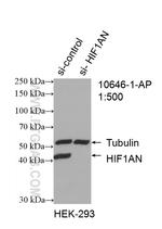 HIF1AN Antibody in Western Blot (WB)