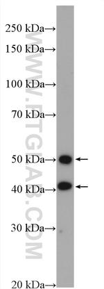 TOR3A Antibody in Western Blot (WB)