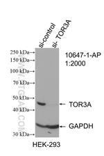 TOR3A Antibody in Western Blot (WB)