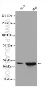 TOR3A Antibody in Western Blot (WB)