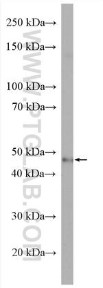 TOR3A Antibody in Western Blot (WB)