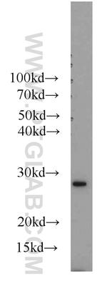 ERAB Antibody in Western Blot (WB)