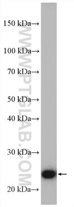 ERAB Antibody in Western Blot (WB)