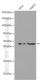 Inhibin beta A Antibody in Western Blot (WB)