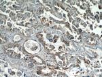 Inhibin beta A Antibody in Immunohistochemistry (Paraffin) (IHC (P))