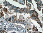 Inhibin beta A Antibody in Immunohistochemistry (Paraffin) (IHC (P))