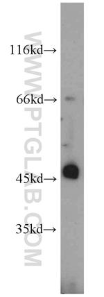 Inhibin beta A Antibody in Western Blot (WB)