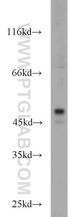 Inhibin beta A Antibody in Western Blot (WB)