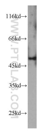 Inhibin beta A Antibody in Western Blot (WB)
