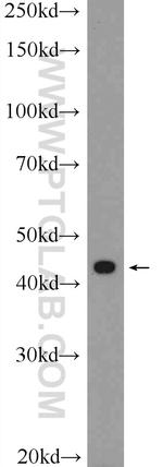Inhibin beta A Antibody in Western Blot (WB)