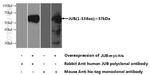 Ajuba Antibody in Western Blot (WB)