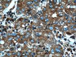 AHCYL1 Antibody in Immunohistochemistry (Paraffin) (IHC (P))