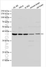 HNRPDL Antibody in Western Blot (WB)