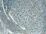 IL18 Antibody in Immunohistochemistry (Paraffin) (IHC (P))