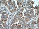 PRDX3 Antibody in Immunohistochemistry (Paraffin) (IHC (P))