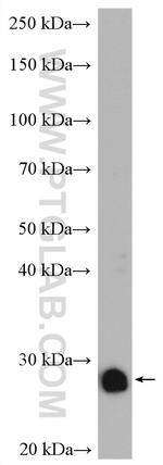 PRDX3 Antibody in Western Blot (WB)