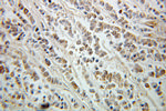 ING5 Antibody in Immunohistochemistry (Paraffin) (IHC (P))
